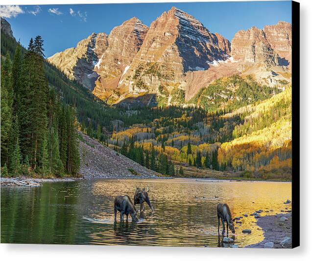 Maroon Bells Moose Family In Autumn - Canvas Print