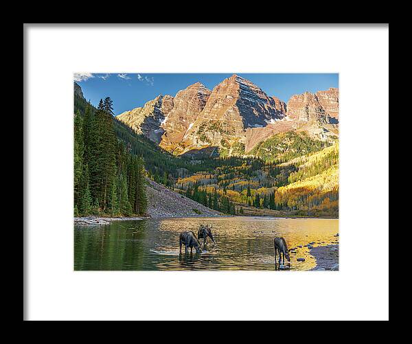 Maroon Bells Moose Family In Autumn - Framed Print