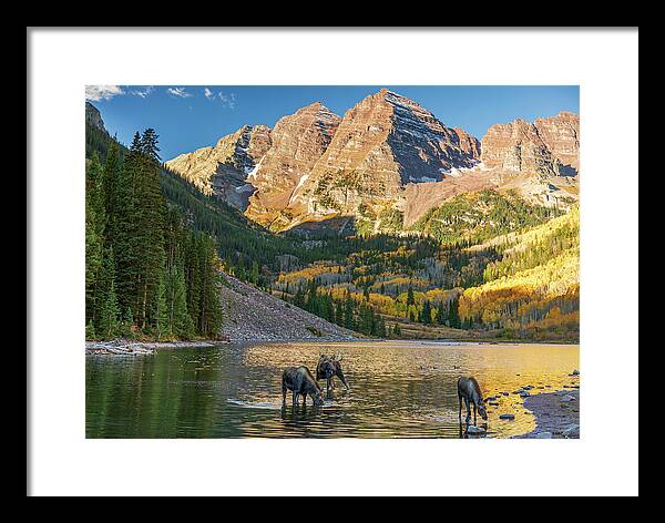 Maroon Bells Moose Family In Autumn - Framed Print