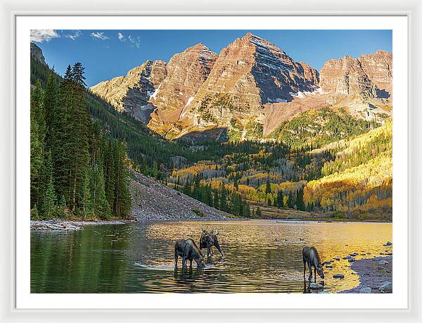 Maroon Bells Moose Family In Autumn - Framed Print