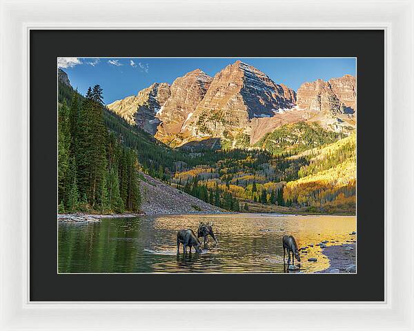 Maroon Bells Moose Family In Autumn - Framed Print