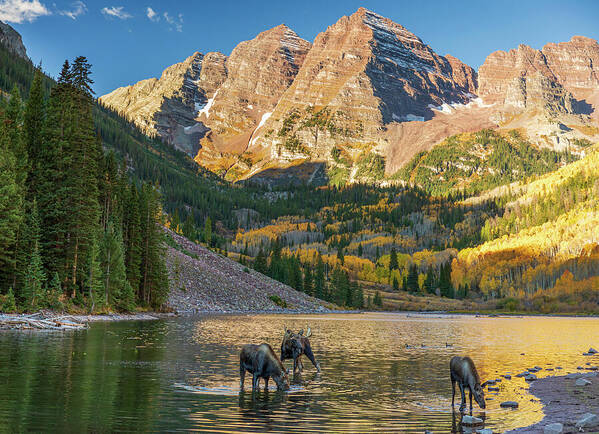 Maroon Bells Moose Family In Autumn - Art Print