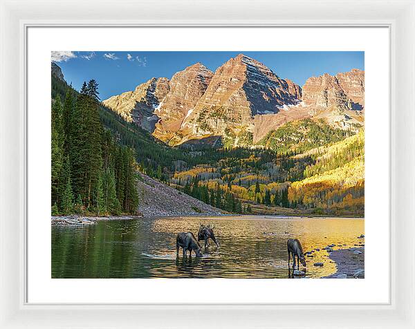 Maroon Bells Moose Family In Autumn - Framed Print