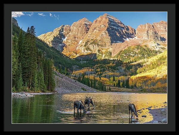 Maroon Bells Moose Family In Autumn - Framed Print