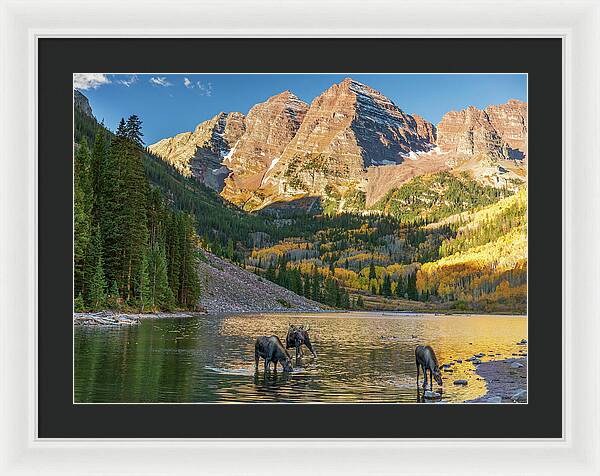 Maroon Bells Moose Family In Autumn - Framed Print