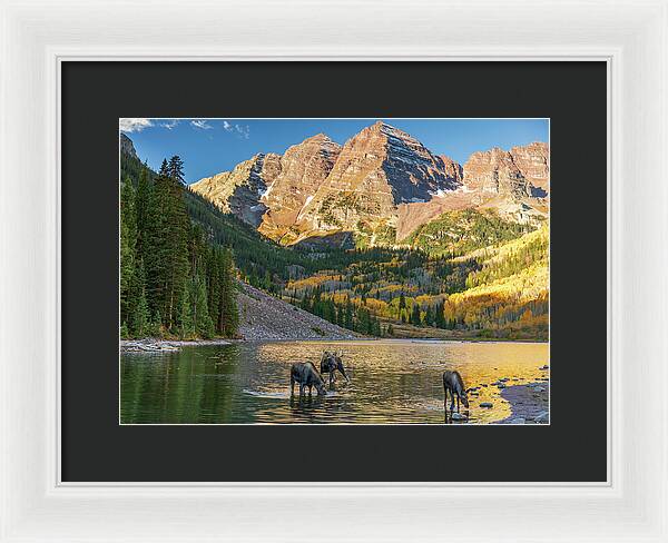 Maroon Bells Moose Family In Autumn - Framed Print