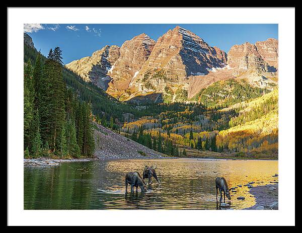 Maroon Bells Moose Family In Autumn - Framed Print