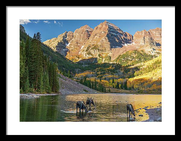 Maroon Bells Moose Family In Autumn - Framed Print