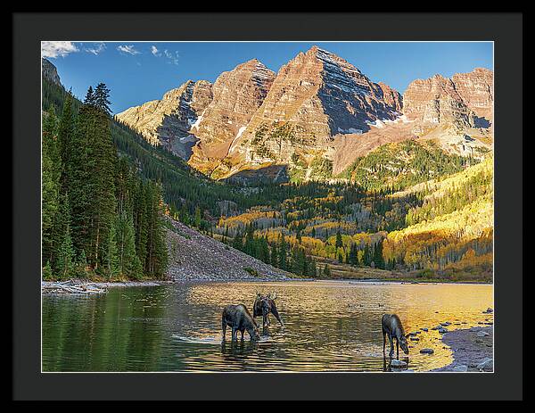 Maroon Bells Moose Family In Autumn - Framed Print