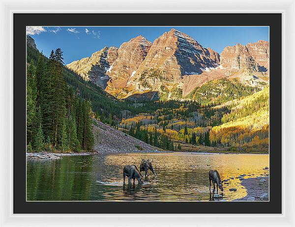 Maroon Bells Moose Family In Autumn - Framed Print