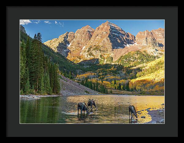 Maroon Bells Moose Family In Autumn - Framed Print