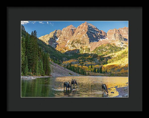 Maroon Bells Moose Family In Autumn - Framed Print