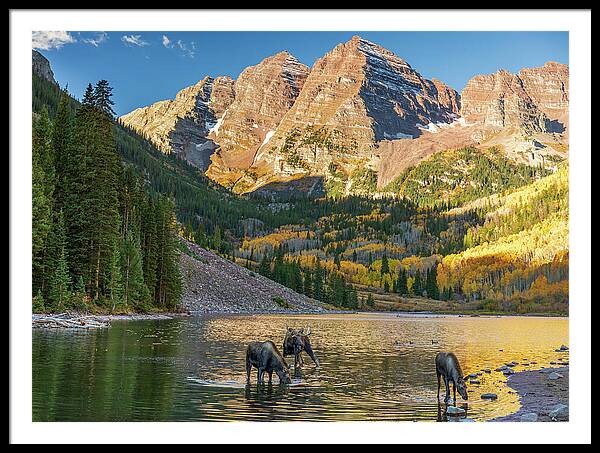 Maroon Bells Moose Family In Autumn - Framed Print