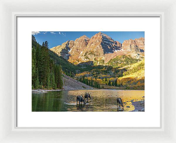 Maroon Bells Moose Family In Autumn - Framed Print