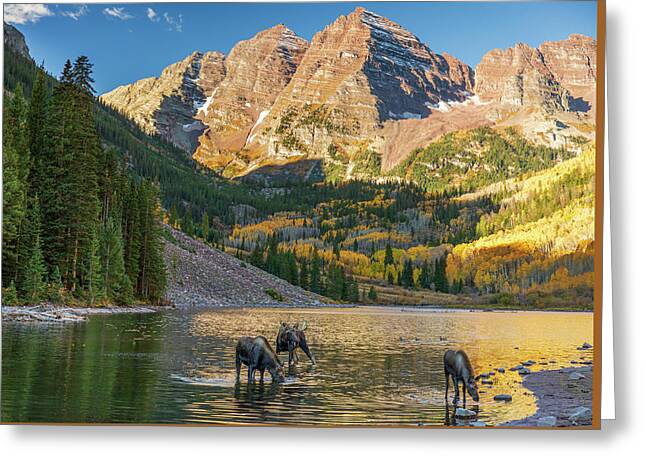 Maroon Bells Moose Family In Autumn - Greeting Card