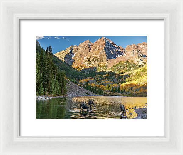 Maroon Bells Moose Family In Autumn - Framed Print