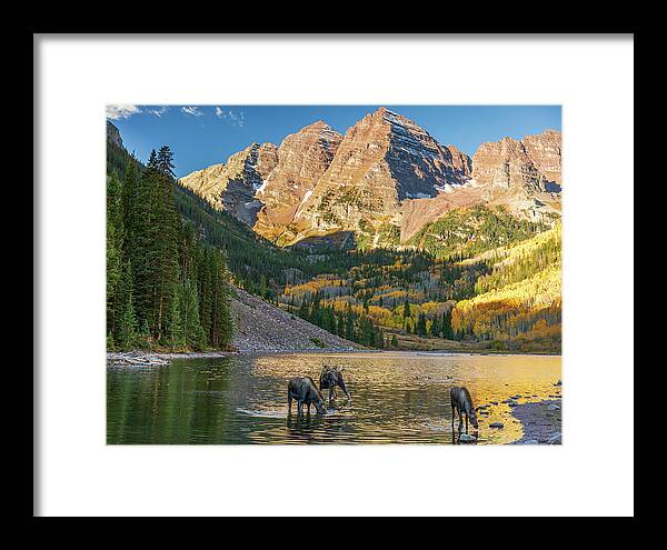 Maroon Bells Moose Family In Autumn - Framed Print