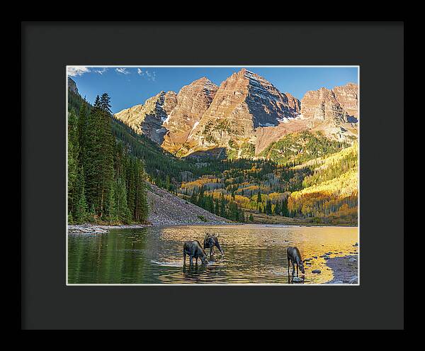 Maroon Bells Moose Family In Autumn - Framed Print