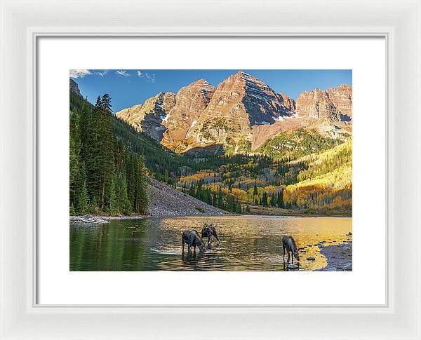 Maroon Bells Moose Family In Autumn - Framed Print