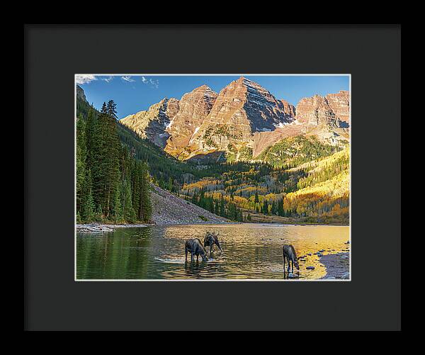 Maroon Bells Moose Family In Autumn - Framed Print