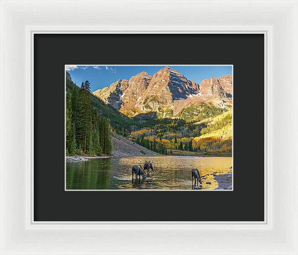 Maroon Bells Moose Family In Autumn - Framed Print