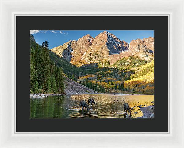 Maroon Bells Moose Family In Autumn - Framed Print