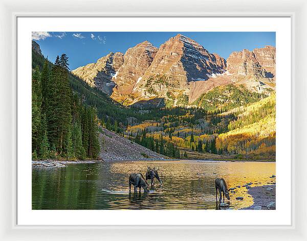 Maroon Bells Moose Family In Autumn - Framed Print