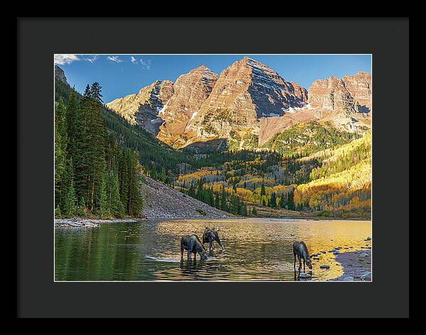 Maroon Bells Moose Family In Autumn - Framed Print