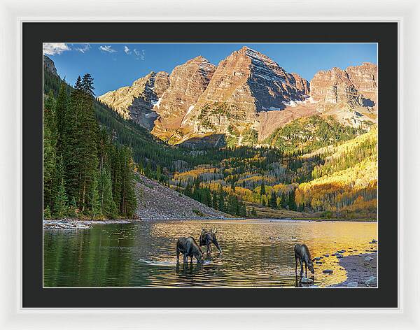 Maroon Bells Moose Family In Autumn - Framed Print