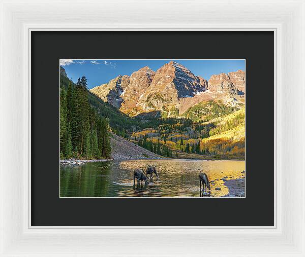 Maroon Bells Moose Family In Autumn - Framed Print