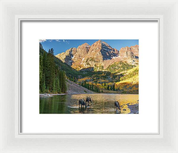 Maroon Bells Moose Family In Autumn - Framed Print