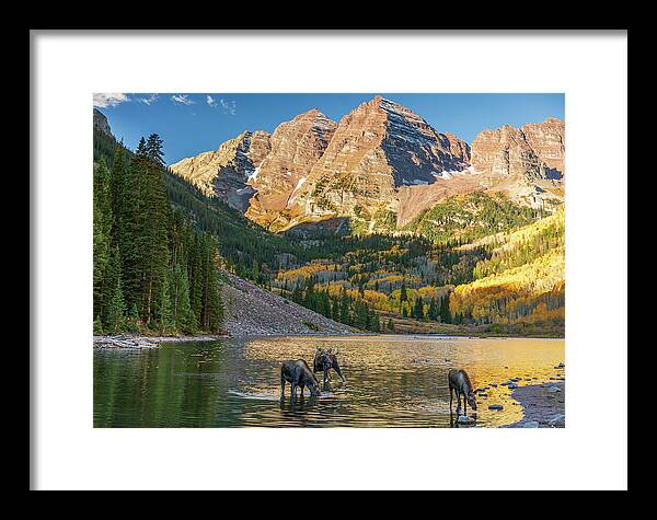 Maroon Bells Moose Family In Autumn - Framed Print