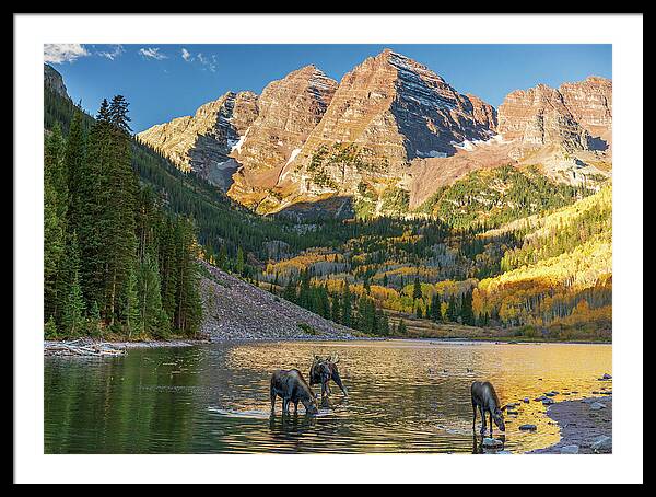 Maroon Bells Moose Family In Autumn - Framed Print