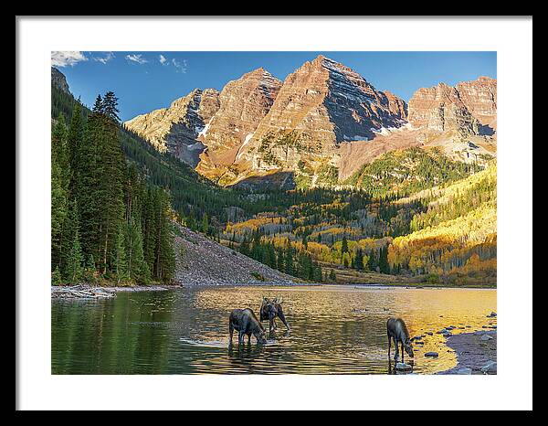 Maroon Bells Moose Family In Autumn - Framed Print