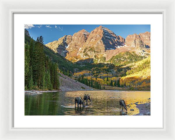 Maroon Bells Moose Family In Autumn - Framed Print