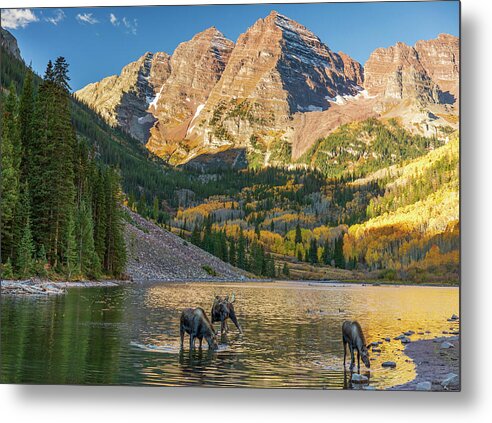 Maroon Bells Moose Family In Autumn - Metal Print