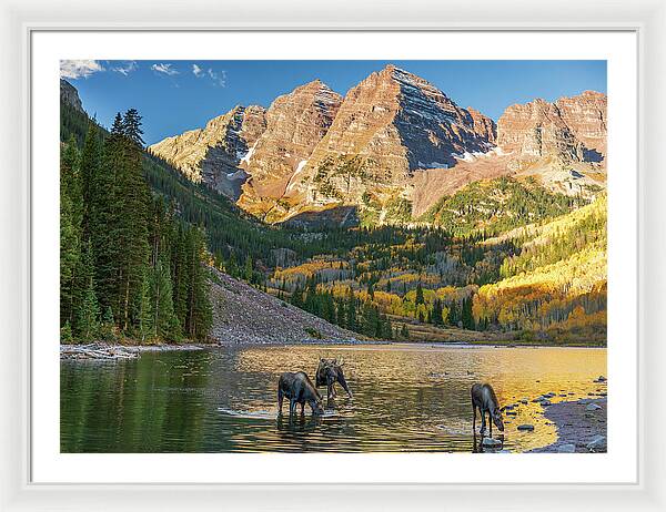 Maroon Bells Moose Family In Autumn - Framed Print