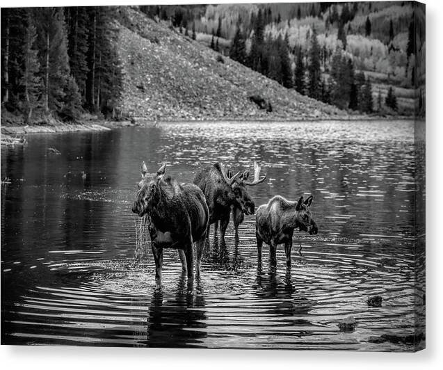 Moose Family Black And White - Canvas Print