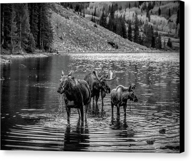 Moose Family Black And White - Canvas Print