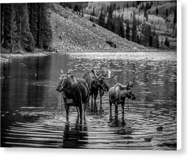 Moose Family Black And White - Canvas Print