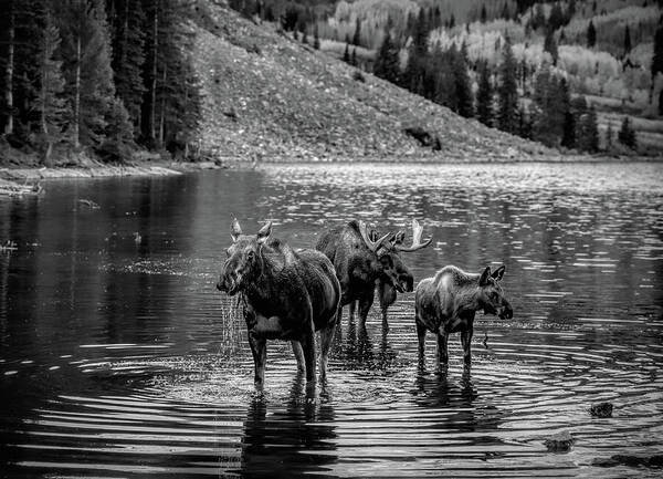 Moose Family Black And White - Art Print