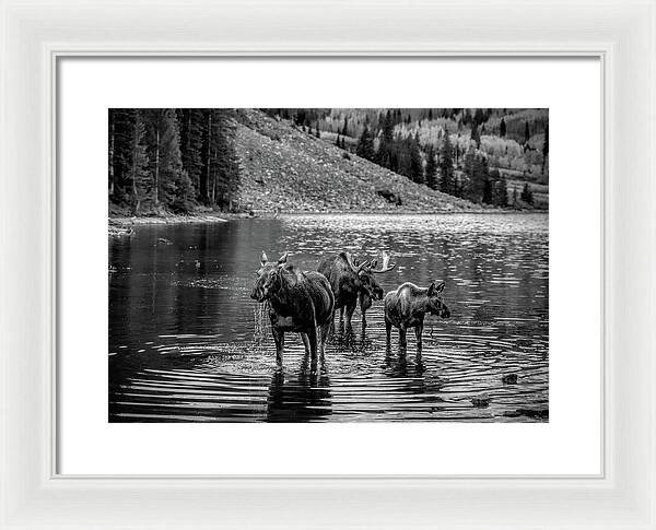 Moose Family Black And White - Framed Print