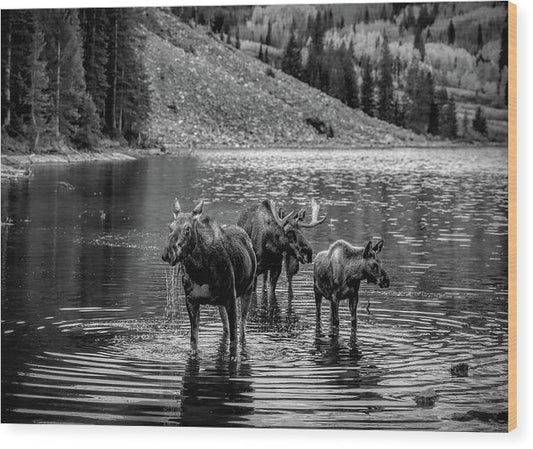 Moose Family Black And White - Wood Print