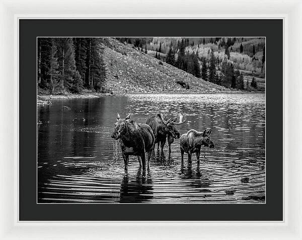 Moose Family Black And White - Framed Print