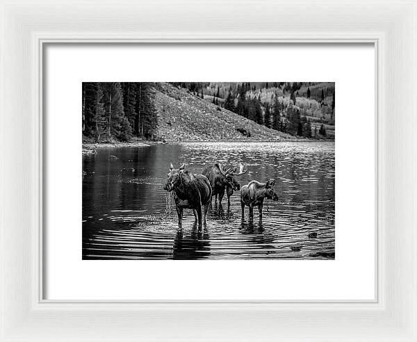 Moose Family Black And White - Framed Print