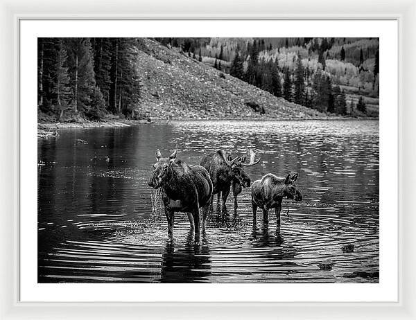 Moose Family Black And White - Framed Print