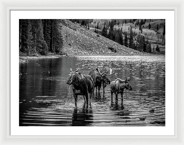 Moose Family Black And White - Framed Print