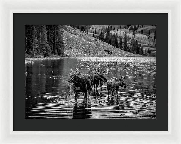 Moose Family Black And White - Framed Print