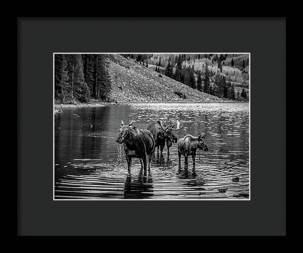 Moose Family Black And White - Framed Print