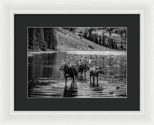 Moose Family Black And White - Framed Print